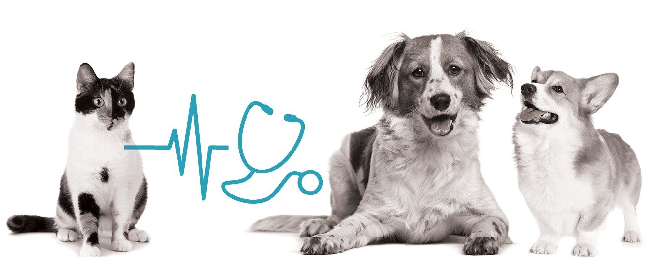 Finding the Best Pet Insurance Company: A Comprehensive Guide to Protecting Your Furry Friends