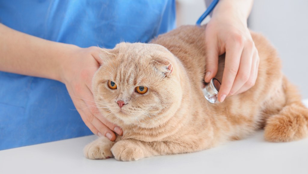 Finding Affordable Pet Insurance that Covers Pre-existing Conditions