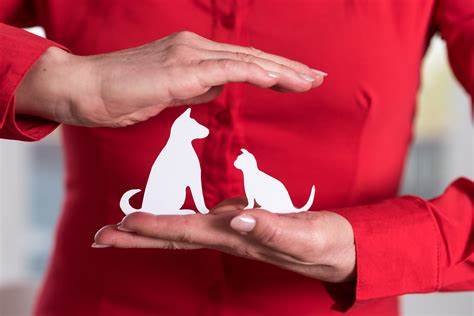 Easy Ways to Find the Right Pet Insurance Provider Near Me