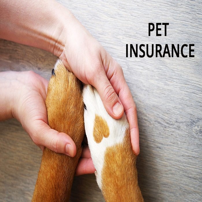 pet Insuracare