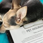 Why Pet Insurance is Essential for Your Dog or Cat: Protecting Your Furry Family Members