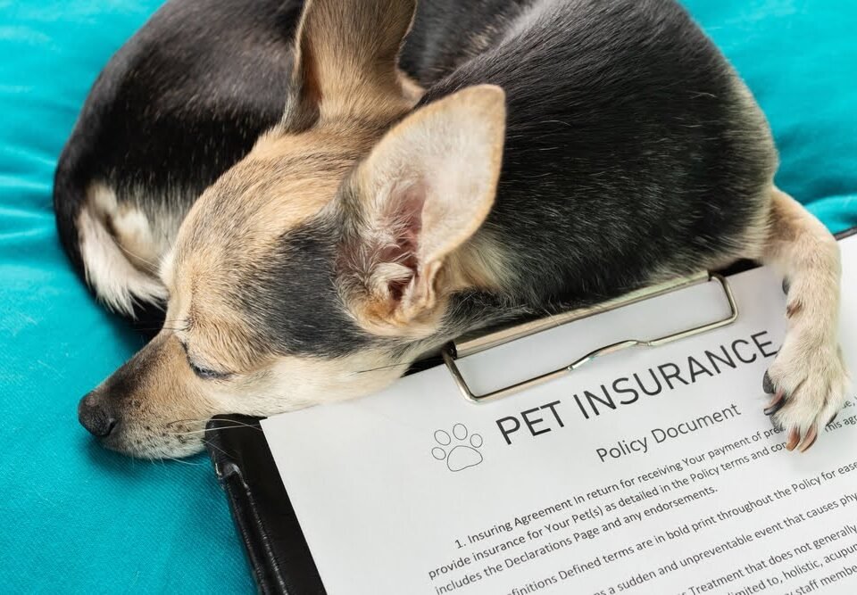 Why Pet Insurance is Essential for Your Dog or Cat: Protecting Your Furry Family Members